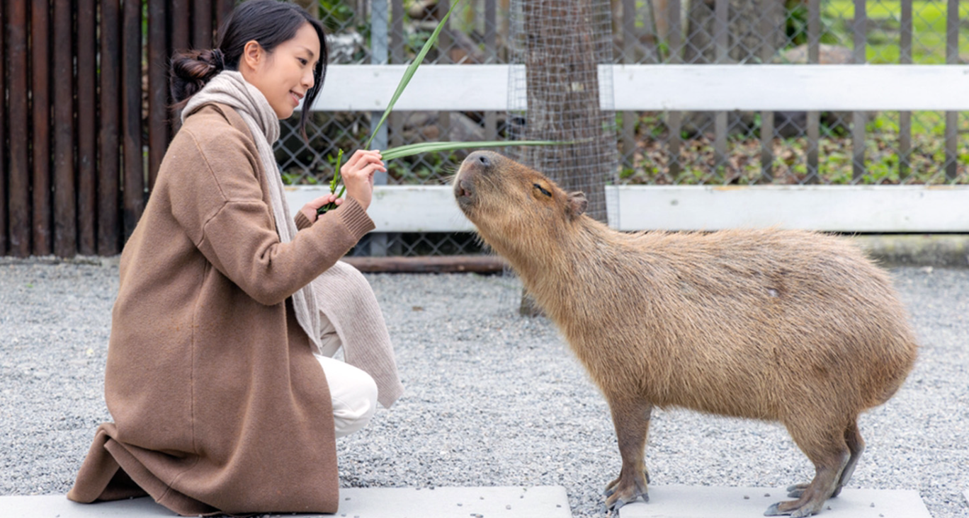 Capybara Pet