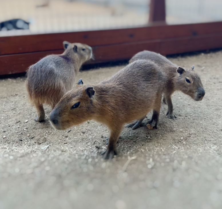 Capybara Pet