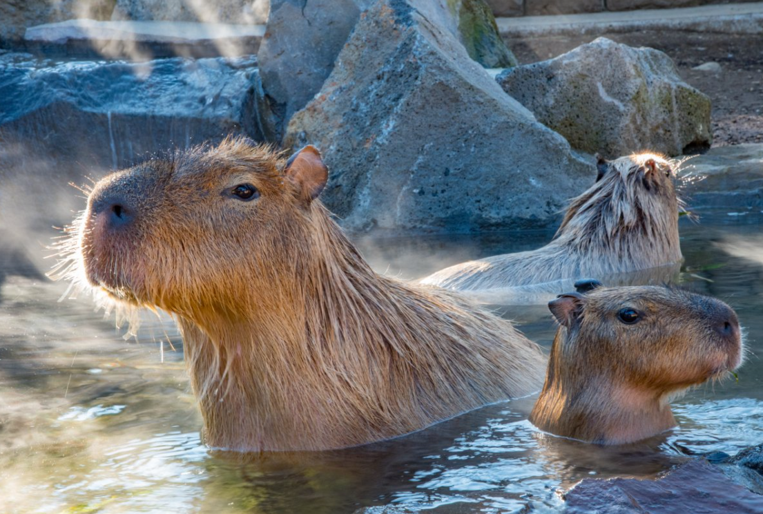 Capybara Pet