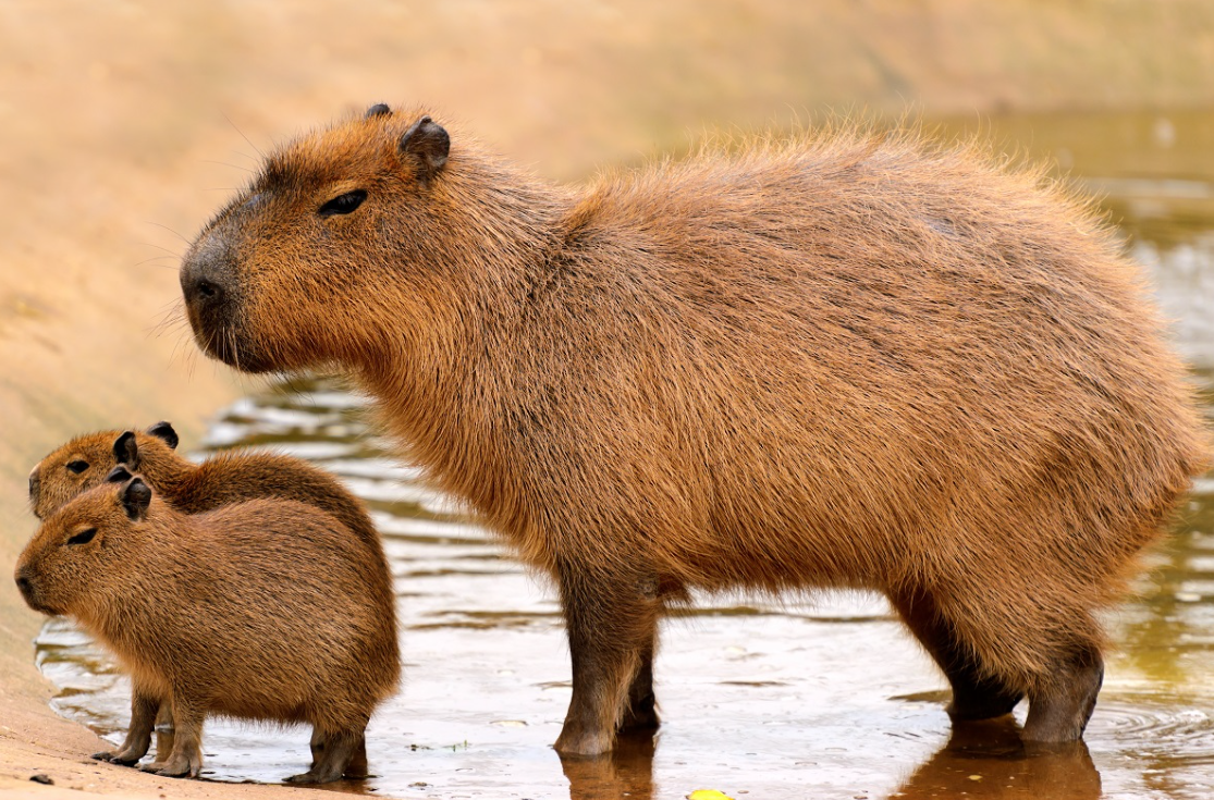 Capybara Pet