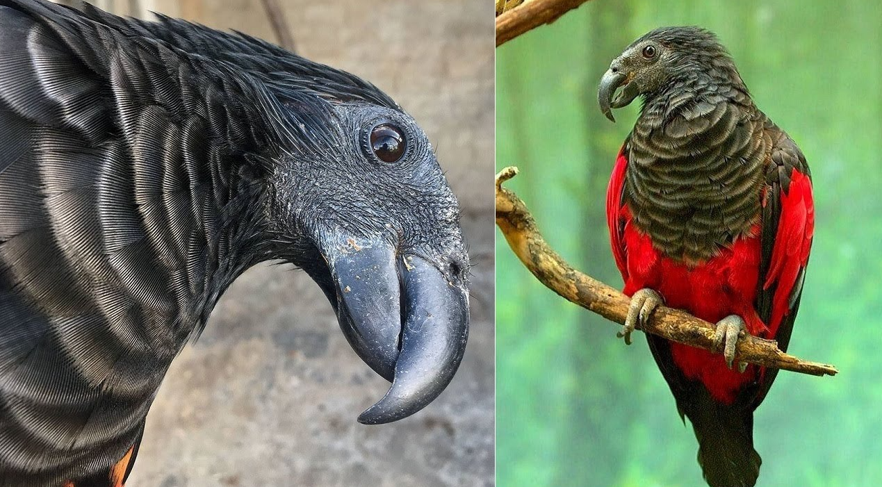 Dracula Parrot