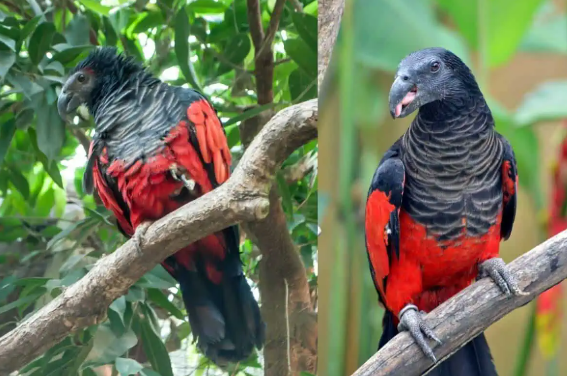 Dracula Parrot