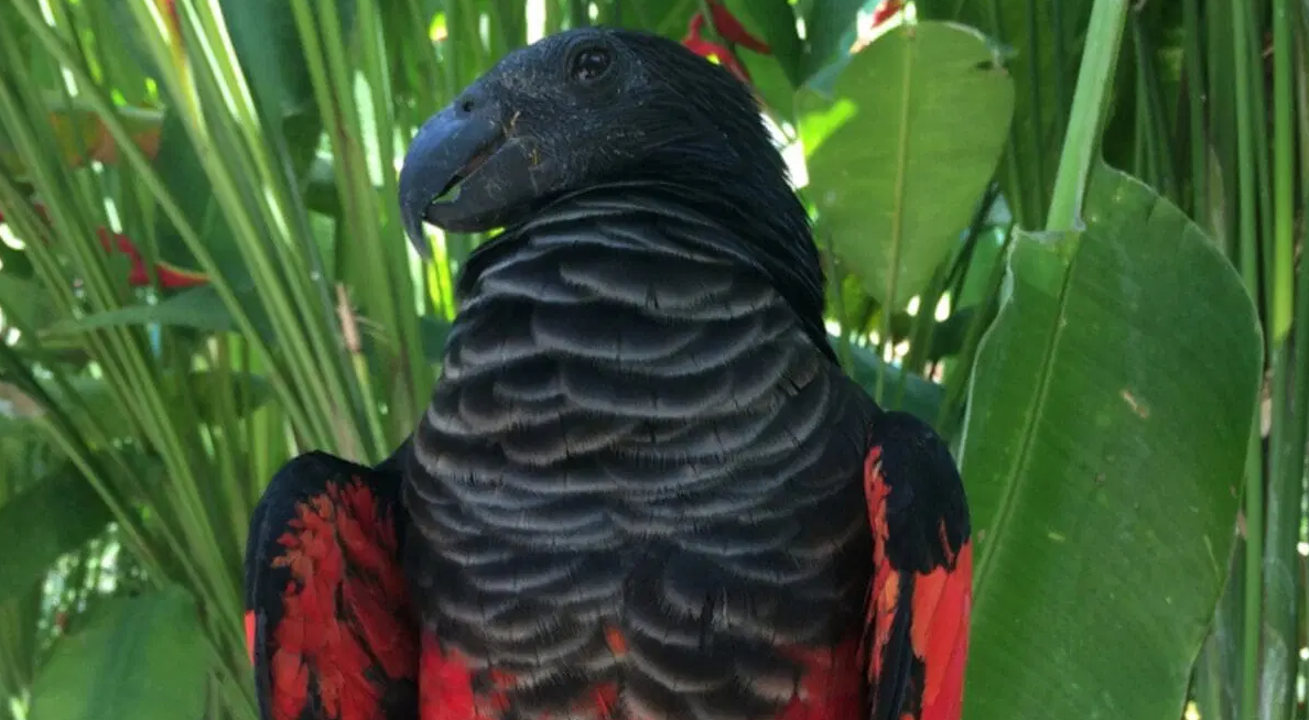 Dracula Parrot