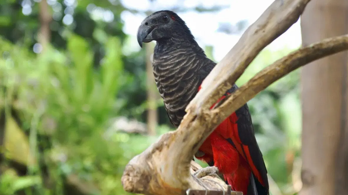 Dracula Parrot