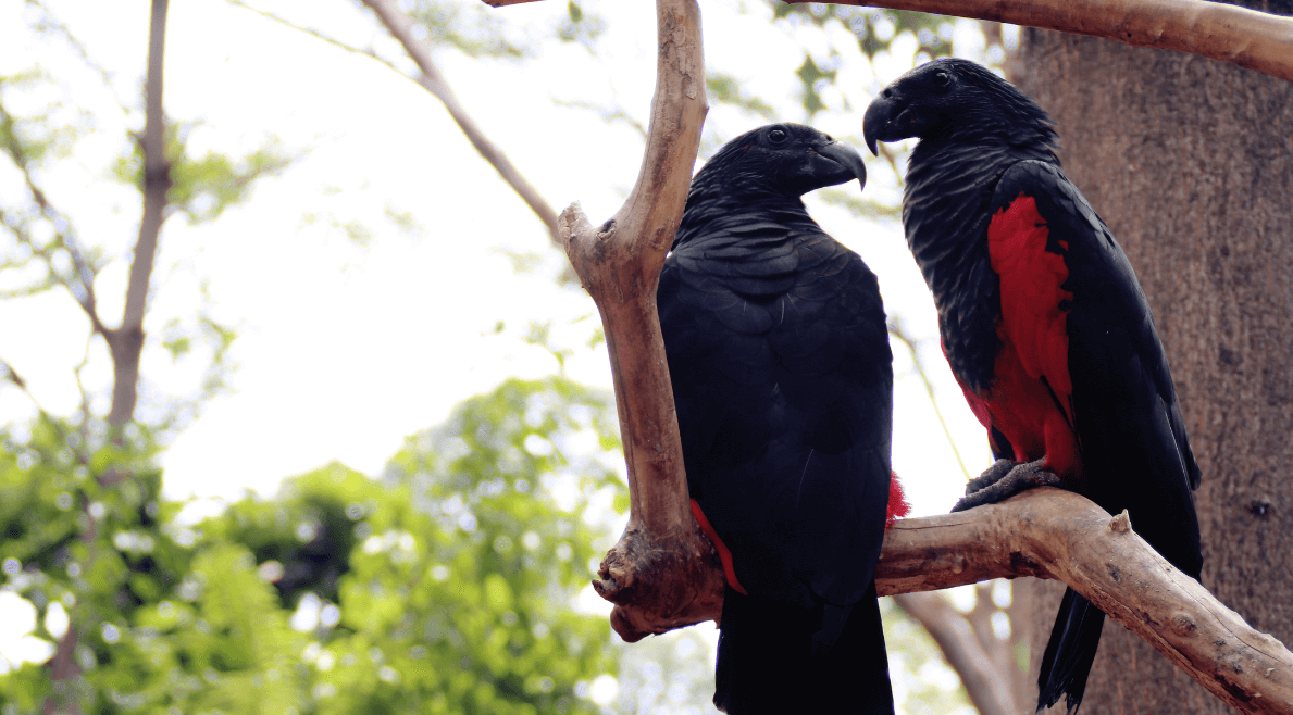 Dracula Parrot