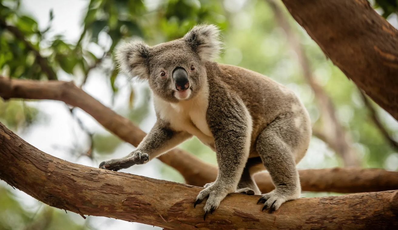 Drop bear
