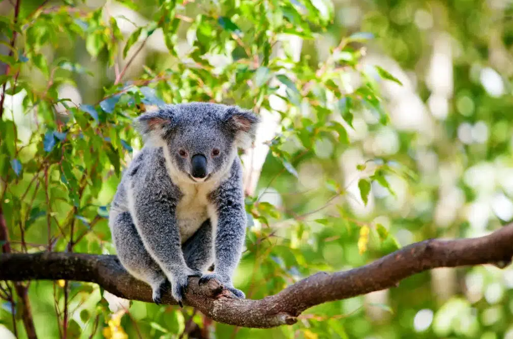 Drop bear