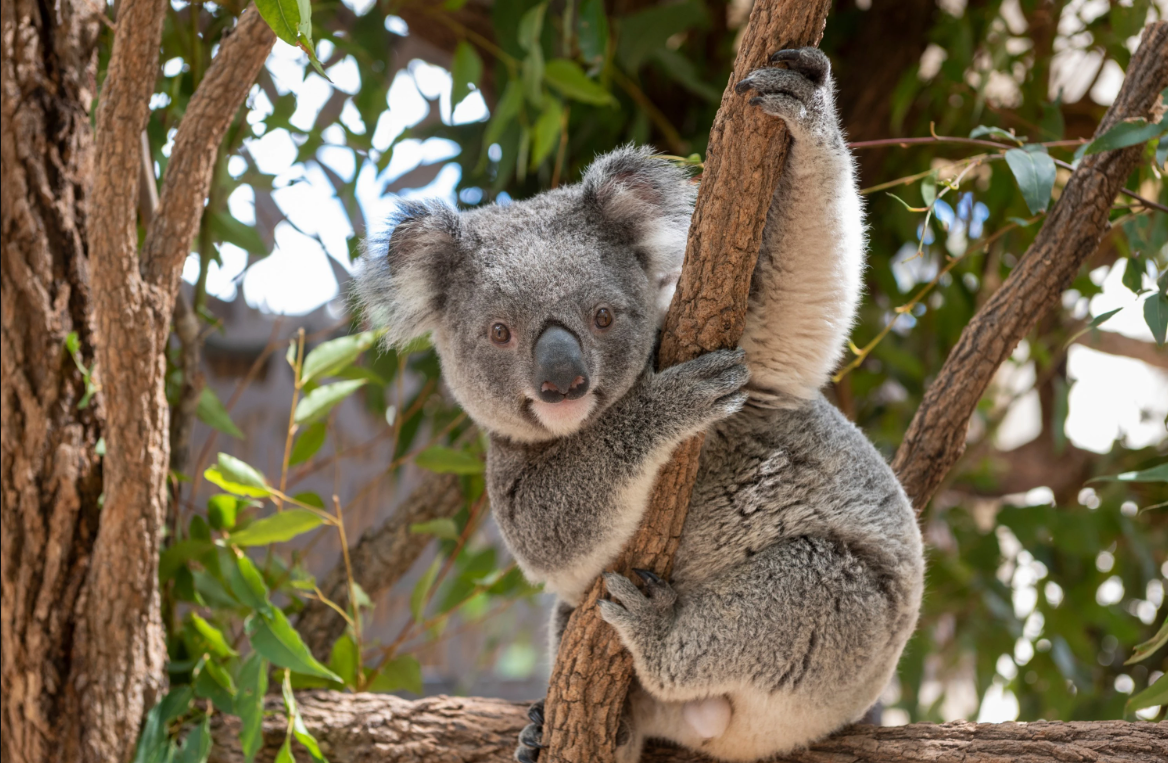 Drop bear