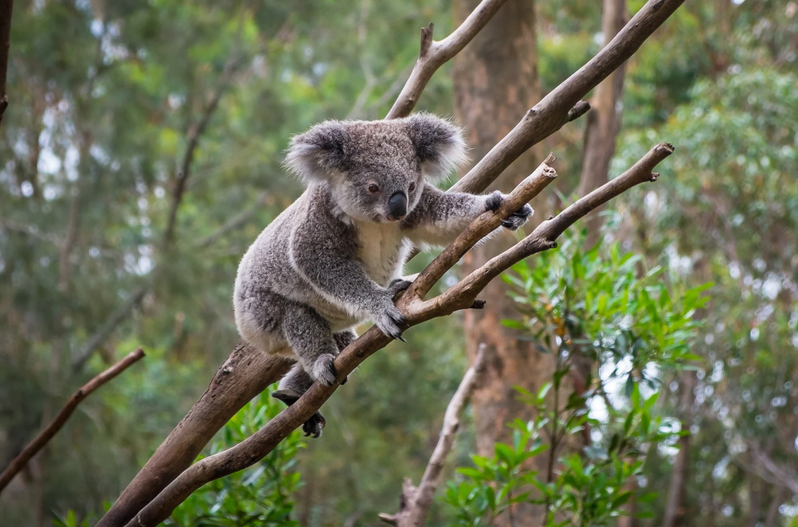 Drop bear