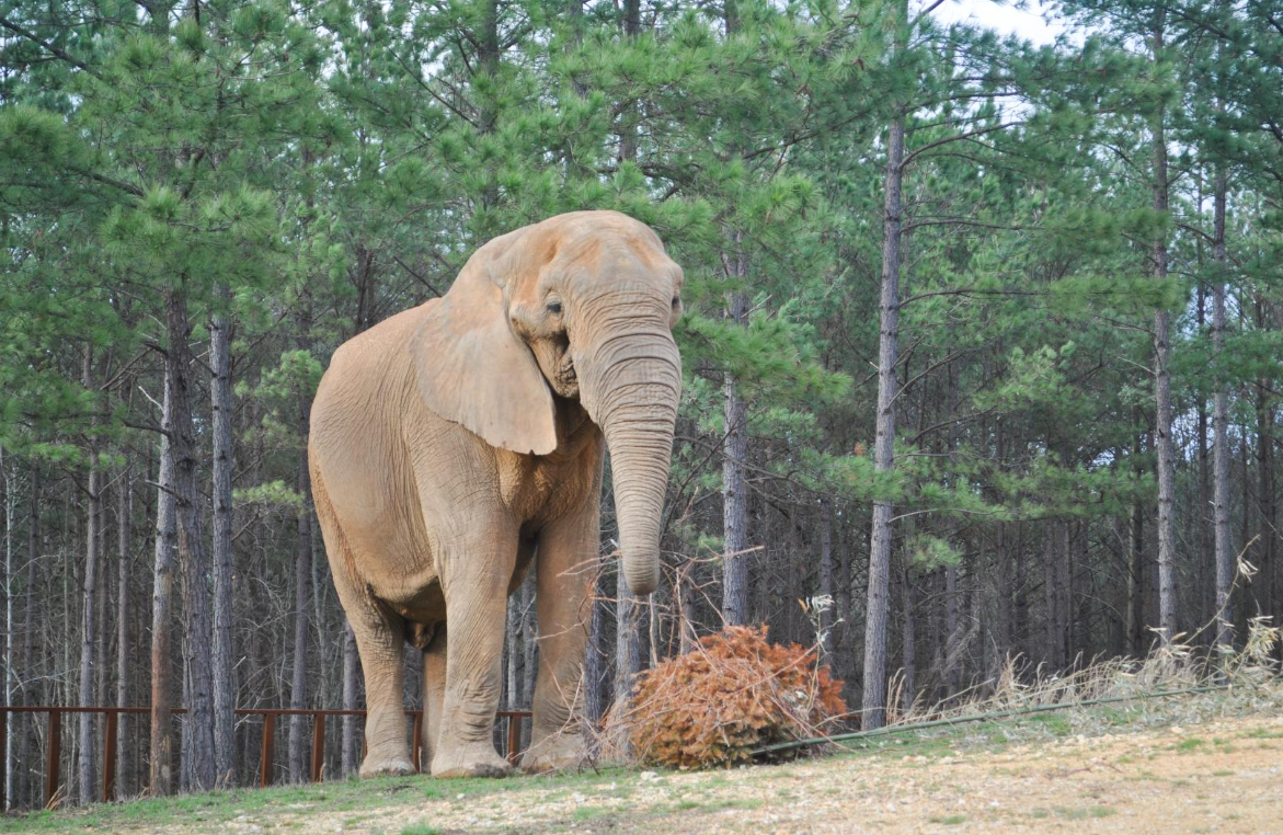 Elephant Insurance