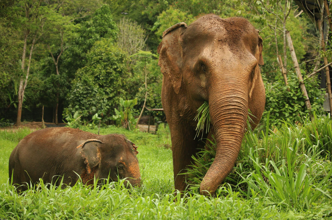 Elephant Insurance