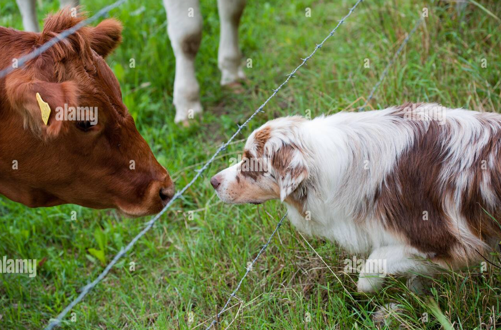 Farmers Dog