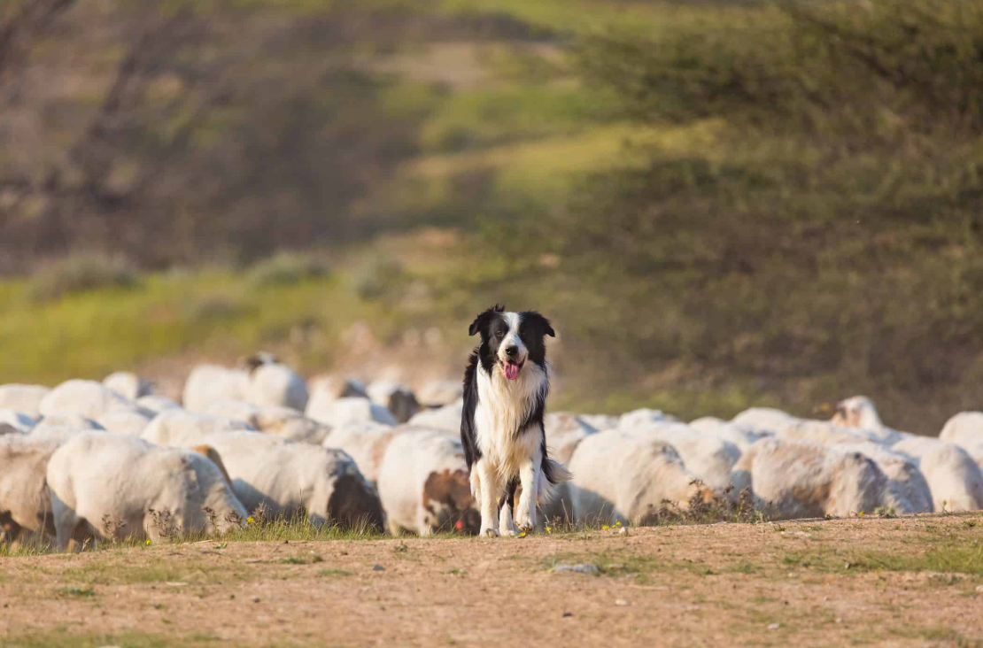 Farmers Dog