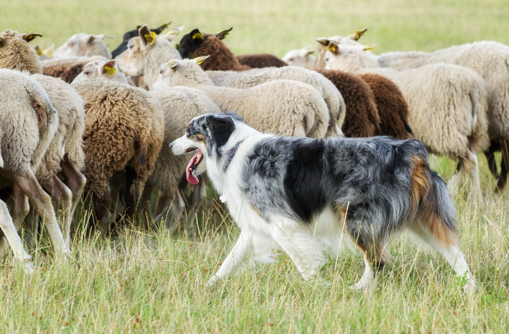 Farmers Dog