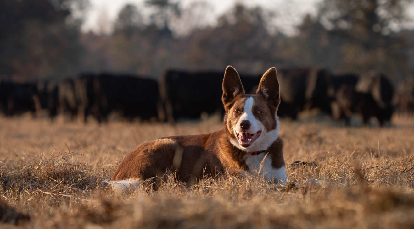 Farmers Dog