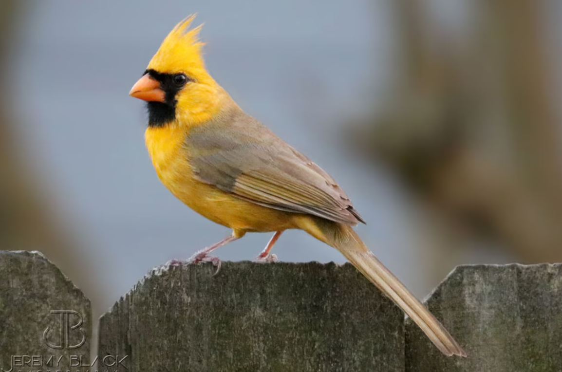Female Cardinal 