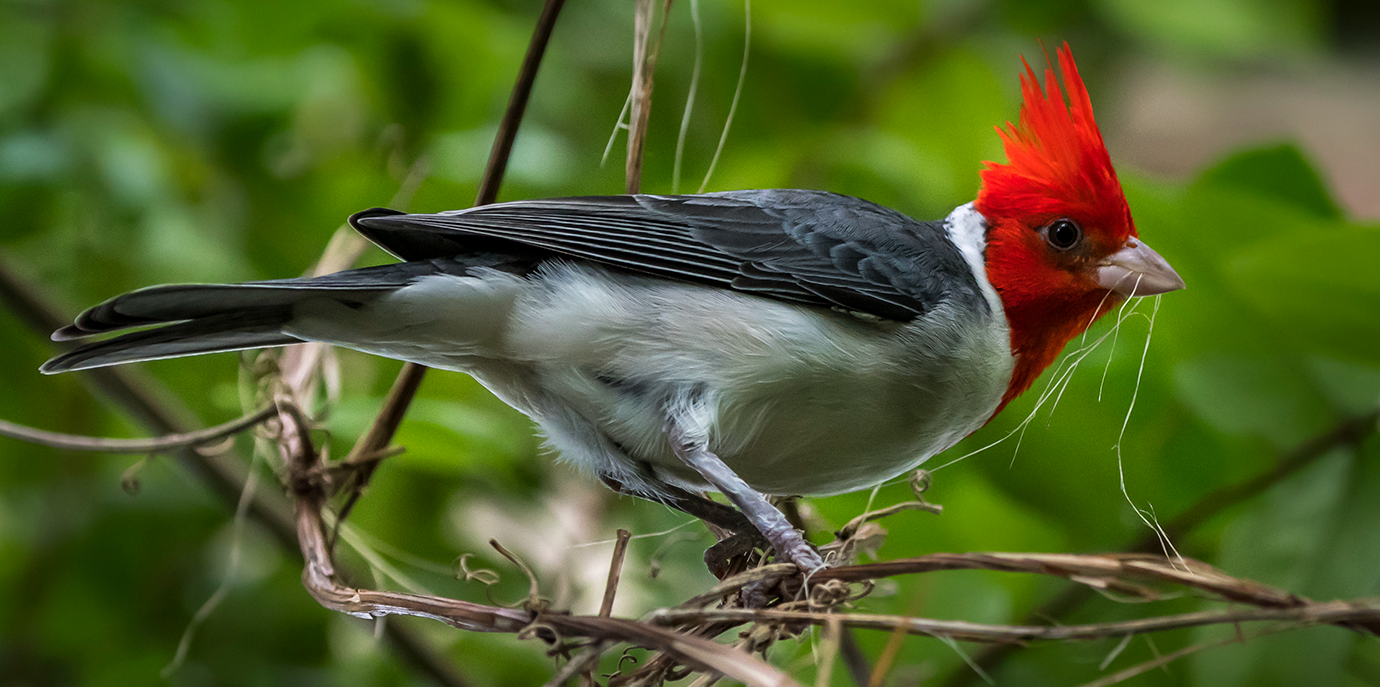Female Cardinal 
