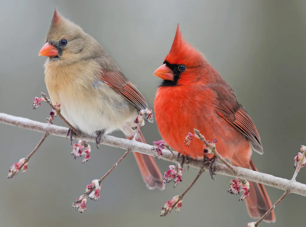 Female Cardinal 