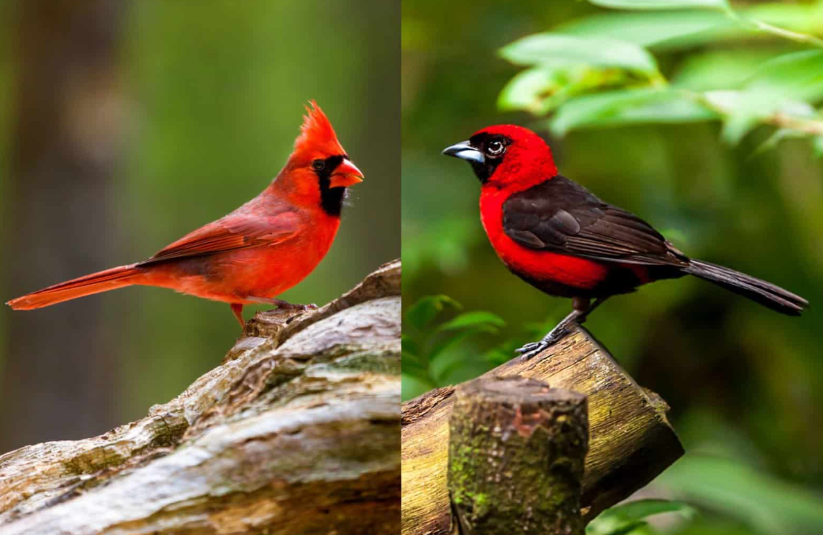 Female Cardinal