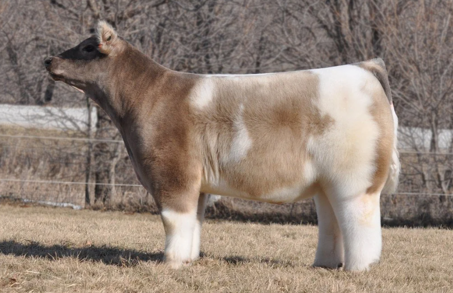 Fluffy Cow