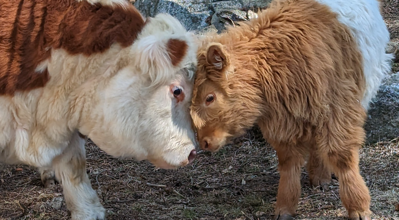 Fluffy Cow