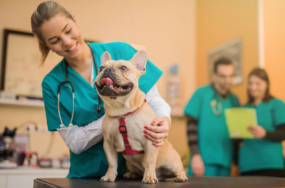 Healthy Paws Pet Insurance