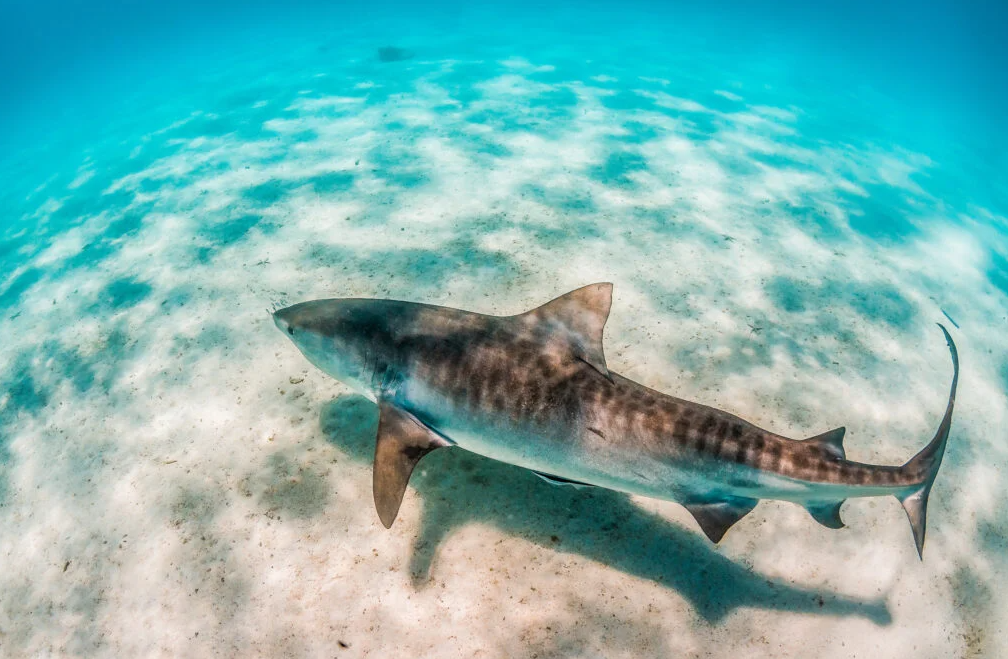 Leopard Shark