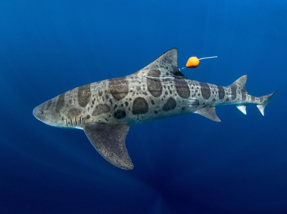 Leopard Shark