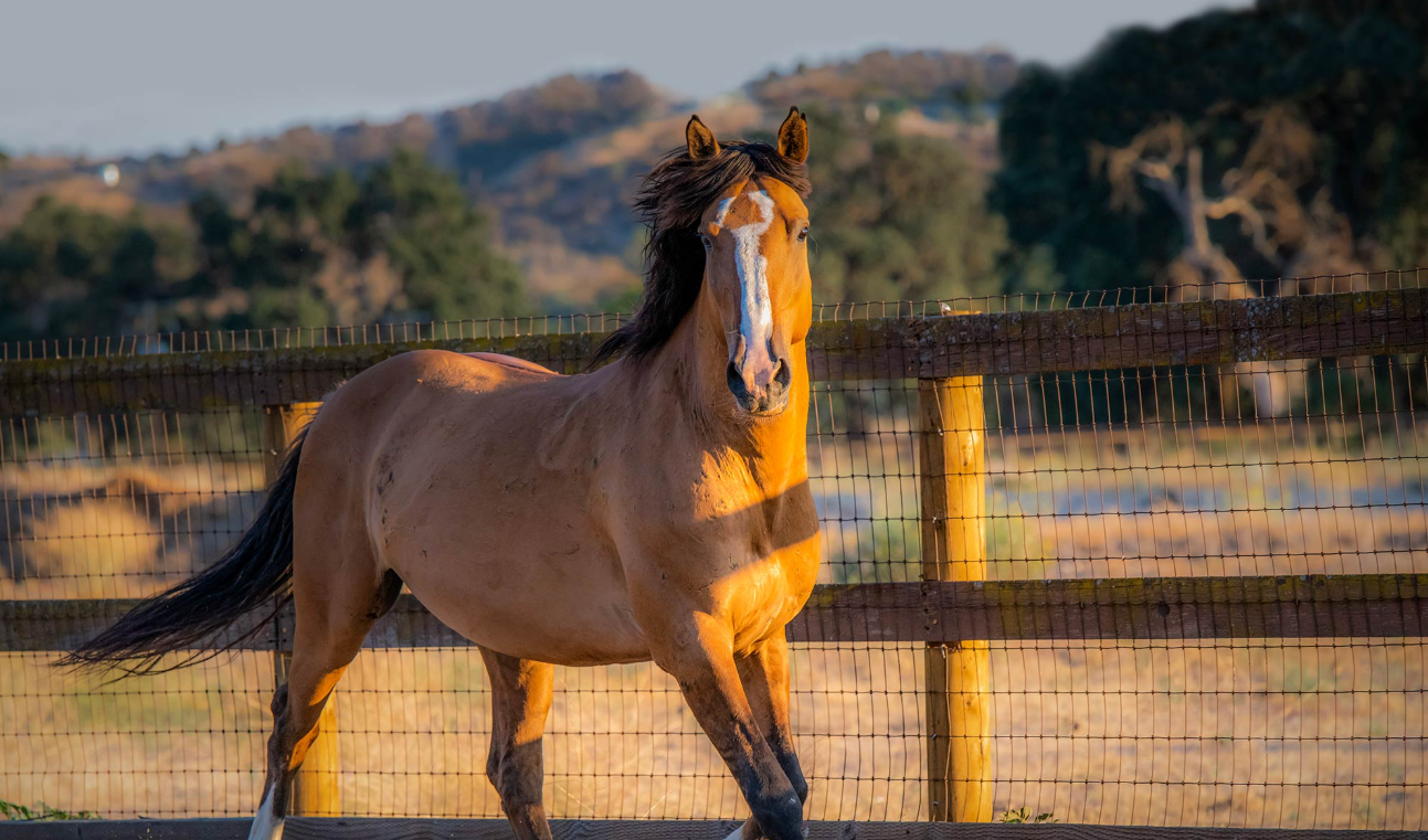 Mustang Horse
