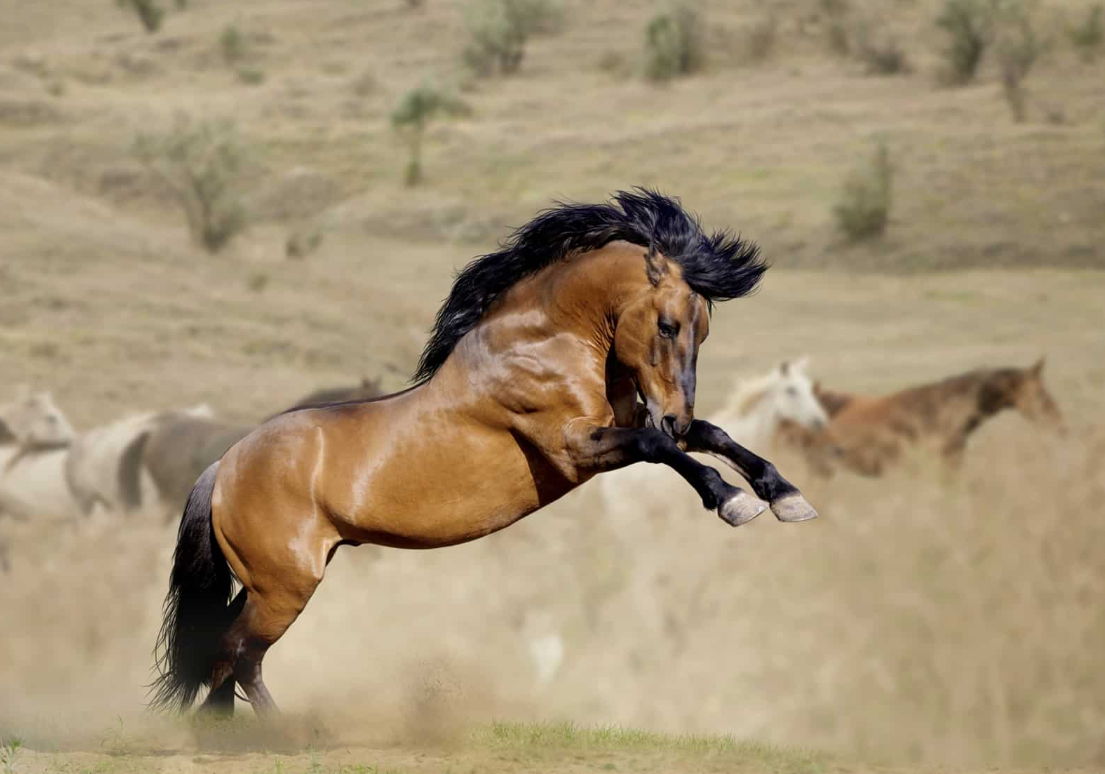 Mustang Horse