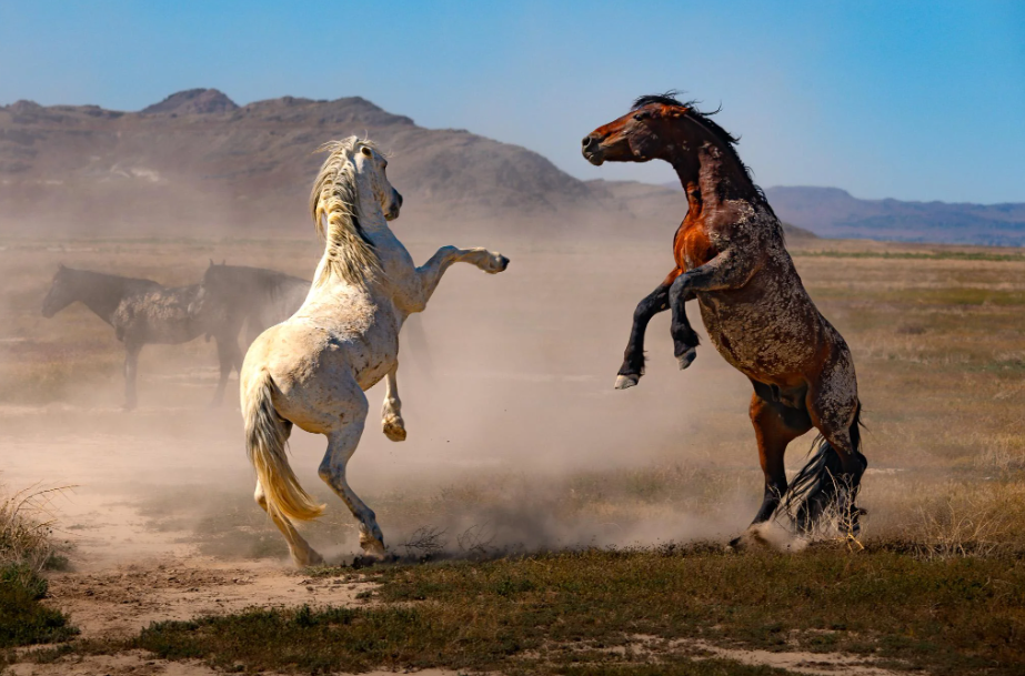 Mustang Horse