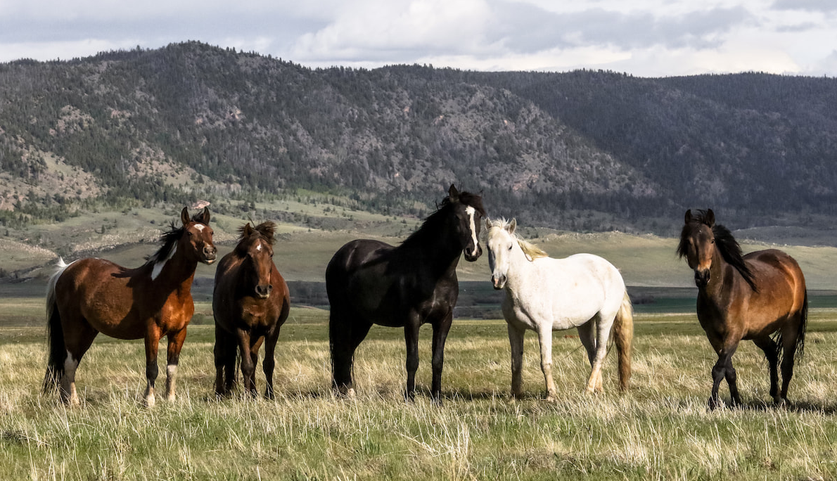 Mustang Horse