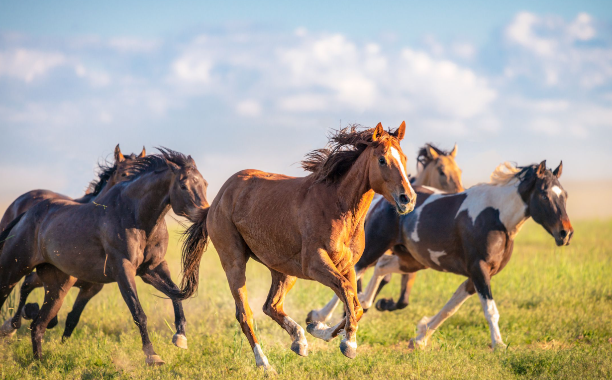 Mustang Horse