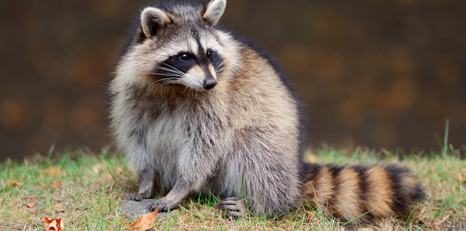 Pet Raccoon
