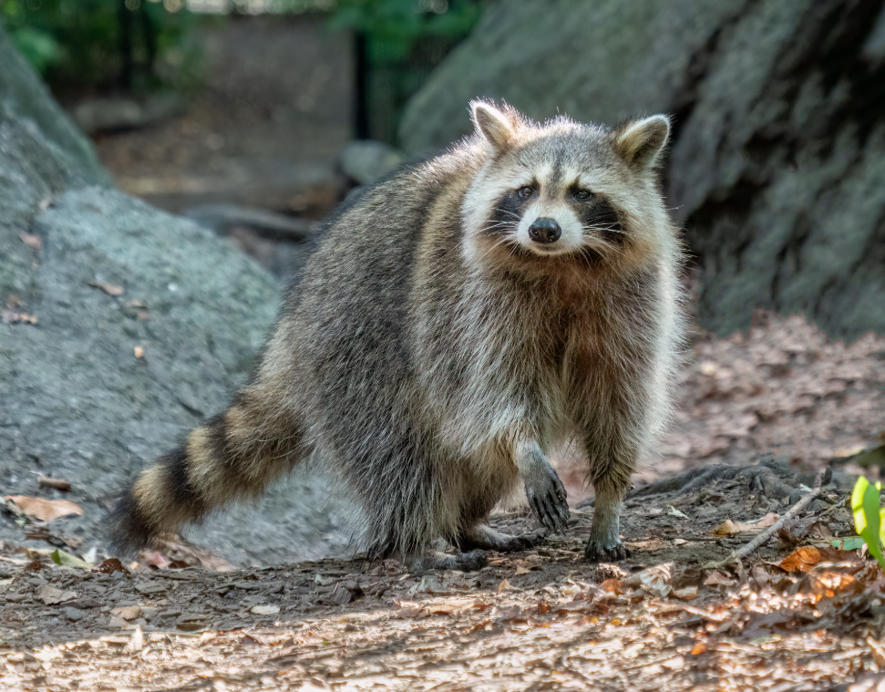 Pet Raccoon