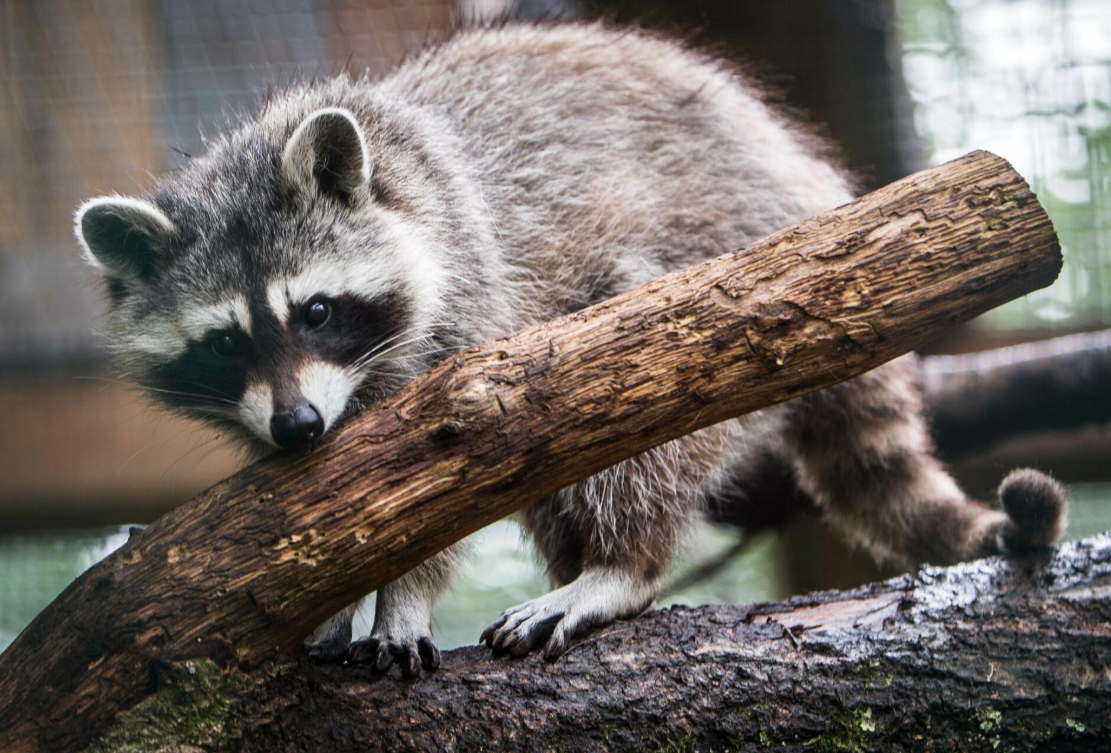 Pet Raccoon