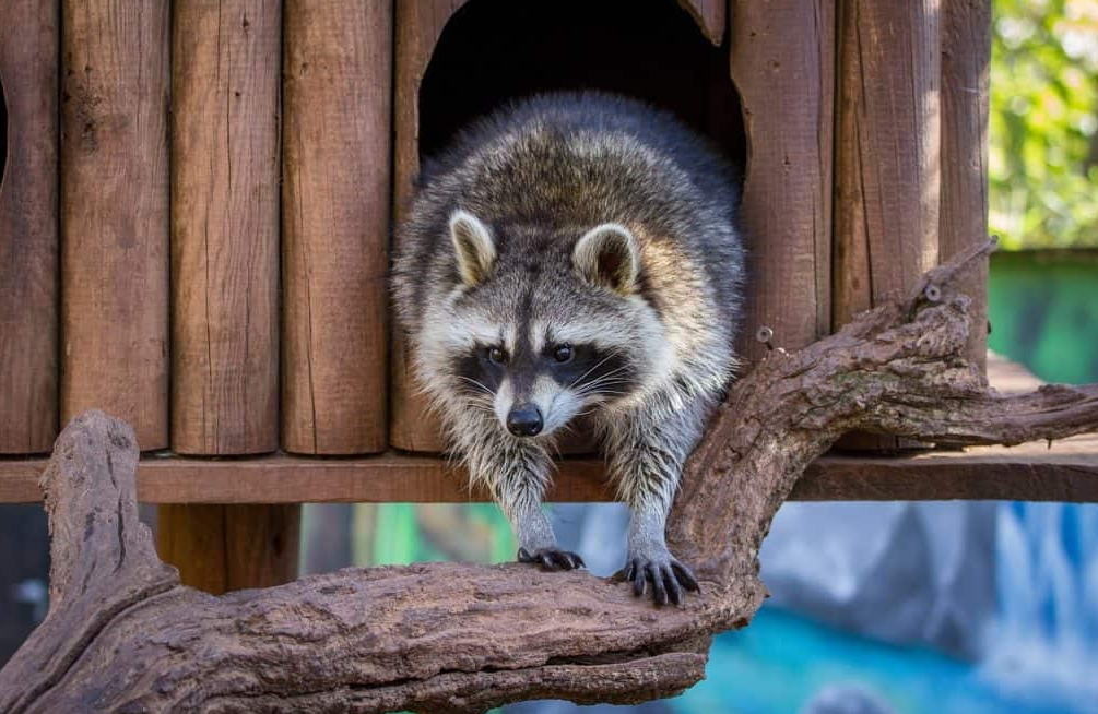 Pet Raccoon