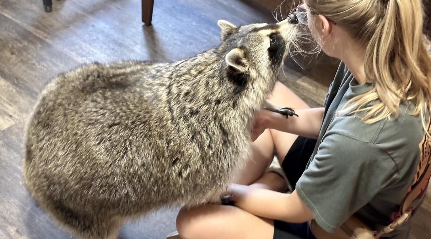 Pet Raccoon