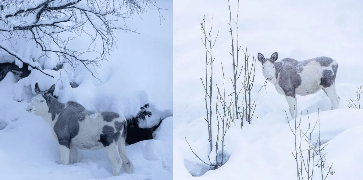 Piebald Moose