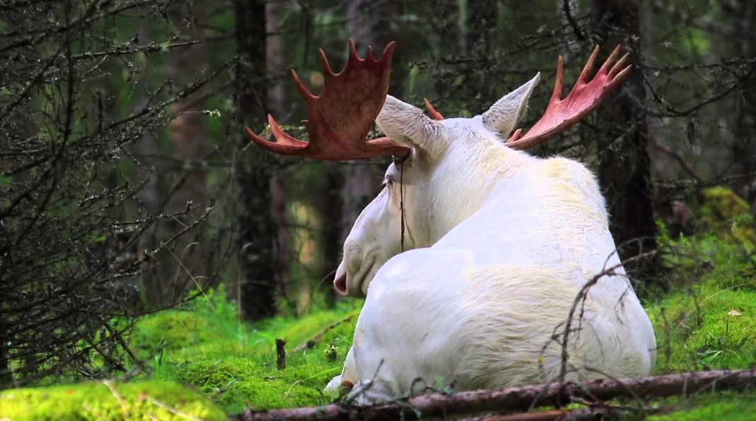 Piebald Moose