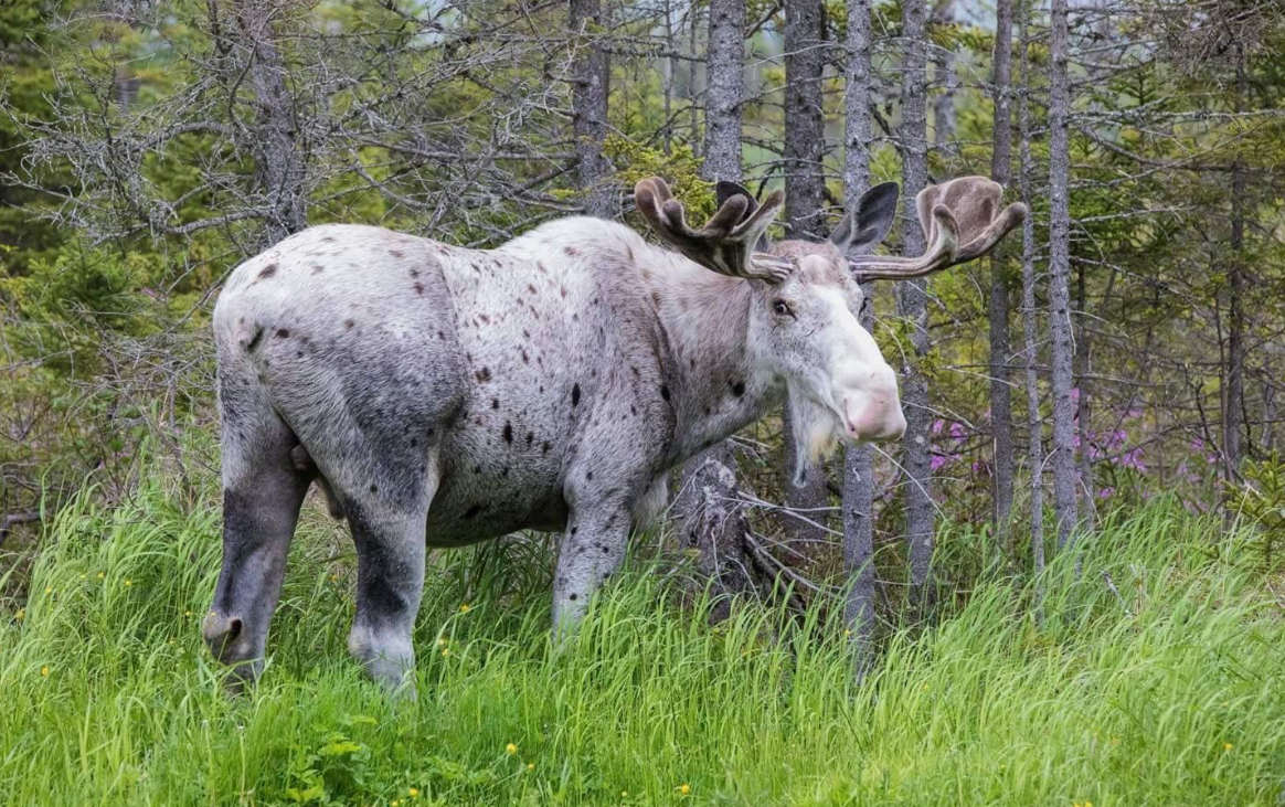 Piebald Moose