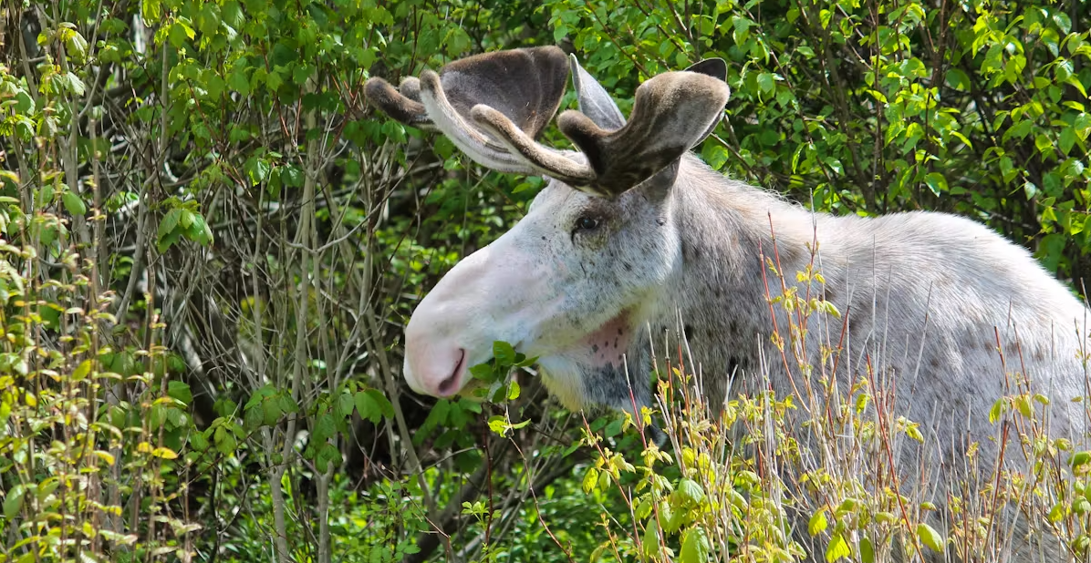Piebald Moose