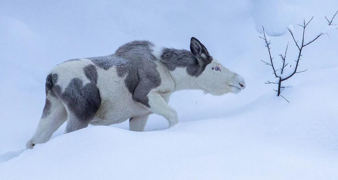 Piebald Moose