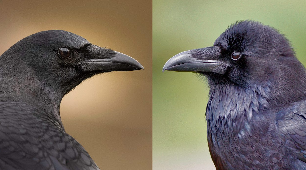 Raven vs Crow