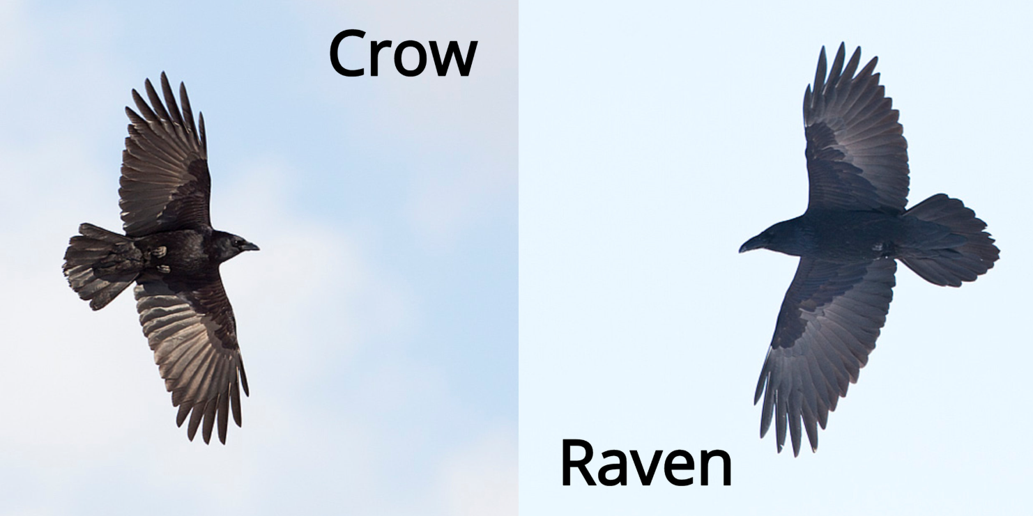 Raven vs Crow