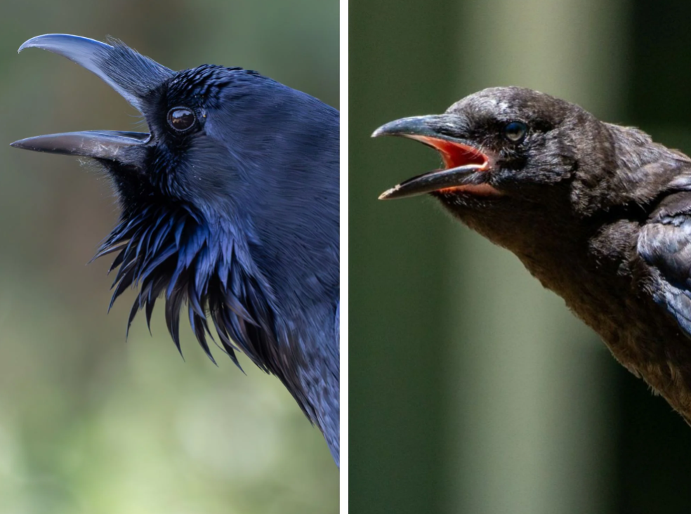 Raven vs Crow
