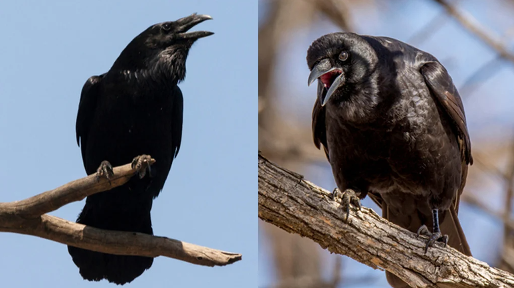 Raven vs Crow