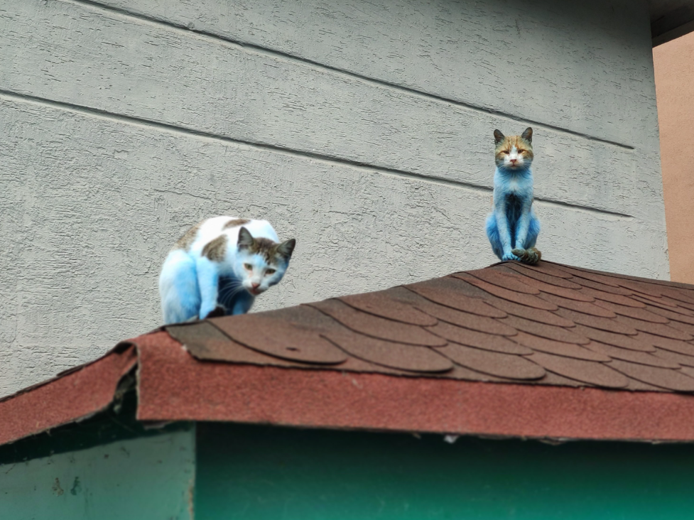 Smurf Cat