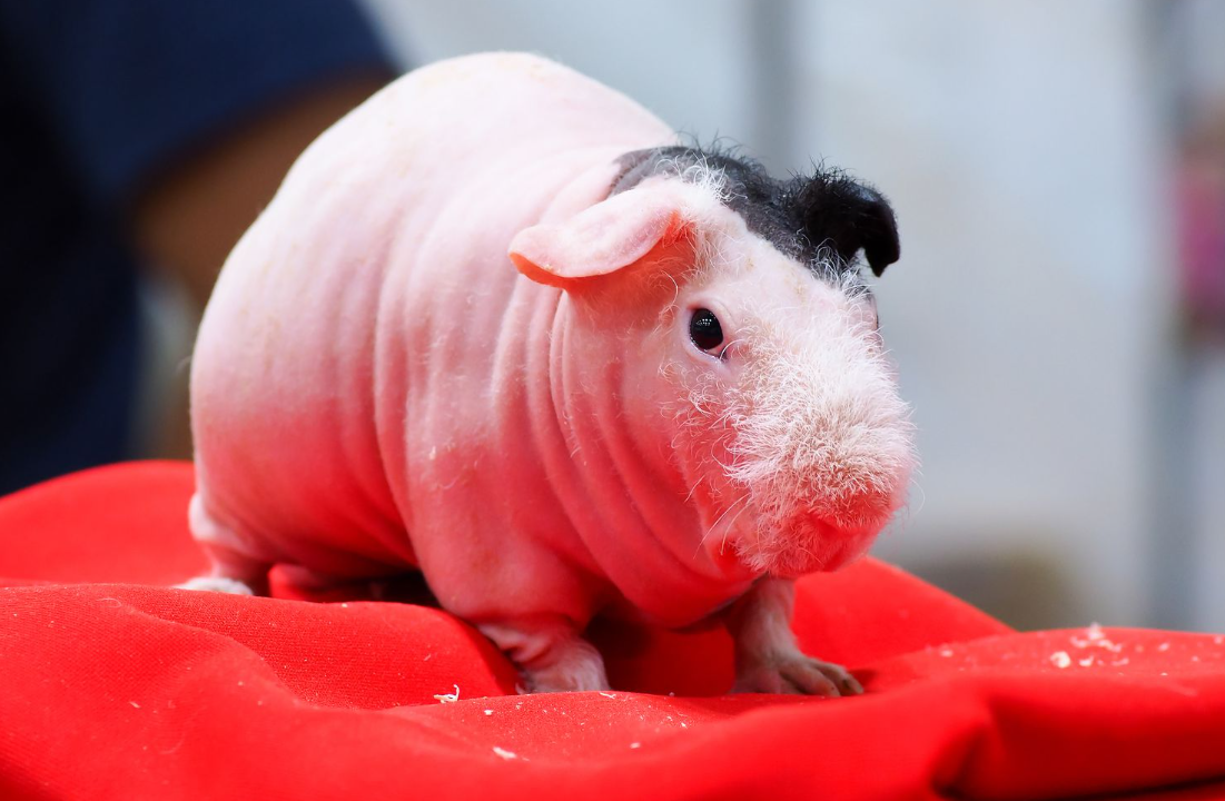 hairless guinea pig
