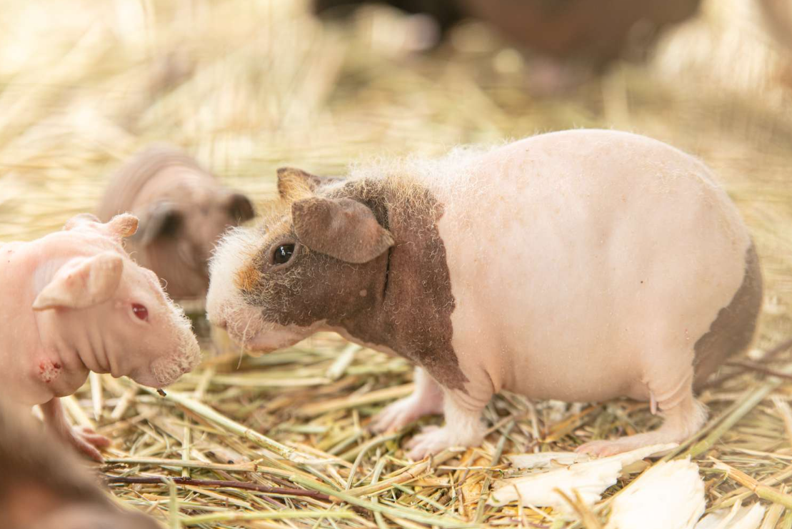 hairless guinea pig